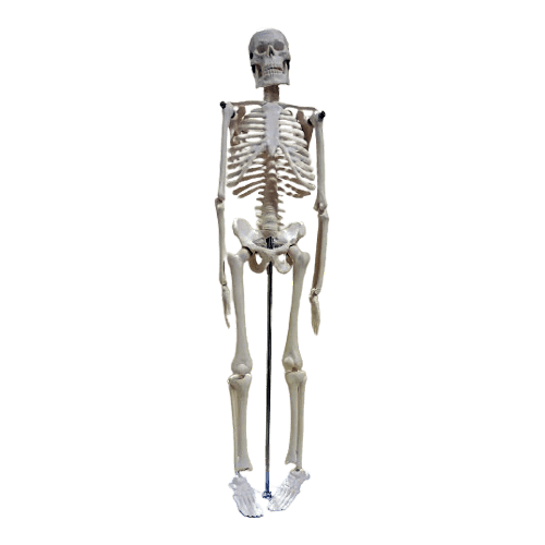 Small Human Skeleton Model 42cm – Educational Human Anatomy Skeleton | Price in Bangladesh