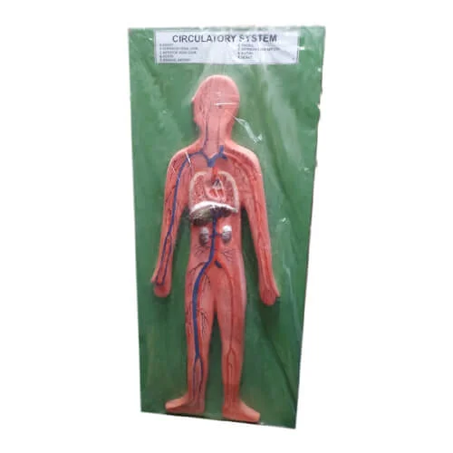Human Circulatory System Model – Educational Heart & Blood Vessel Teaching Model | Price in Bangladesh