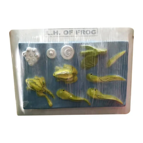 Life Cycle of Frog Model on Board – Educational Amphibian Teaching Model | Price in Bangladesh