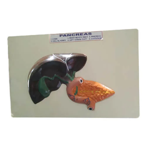 Model of Pancreas on Board – Anatomical Digestive System Teaching Model | Price in Bangladesh