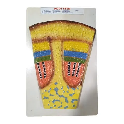 Dicot Stem Model on Board – Educational Plant Anatomy Teaching Model | Price in Bangladesh