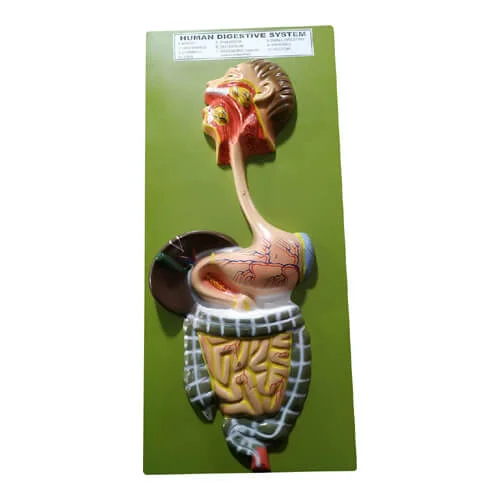 Human Digestive System Model – Anatomical Teaching Model for Education | Price in Bangladesh