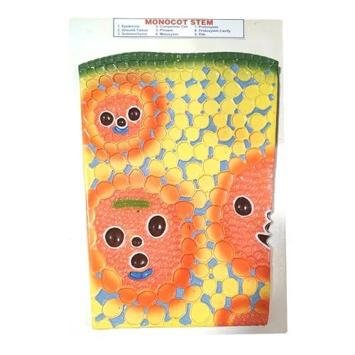 Monocot Stem Model on Board – Educational Plant Anatomy Teaching Model | Price in Bangladesh