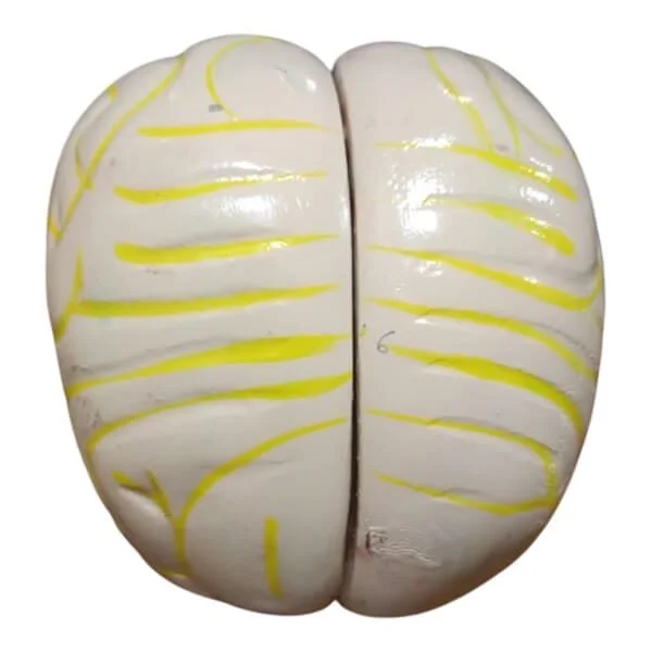 Human Brain Artificial Model – Scientific Anatomy Teaching Model Bangladesh