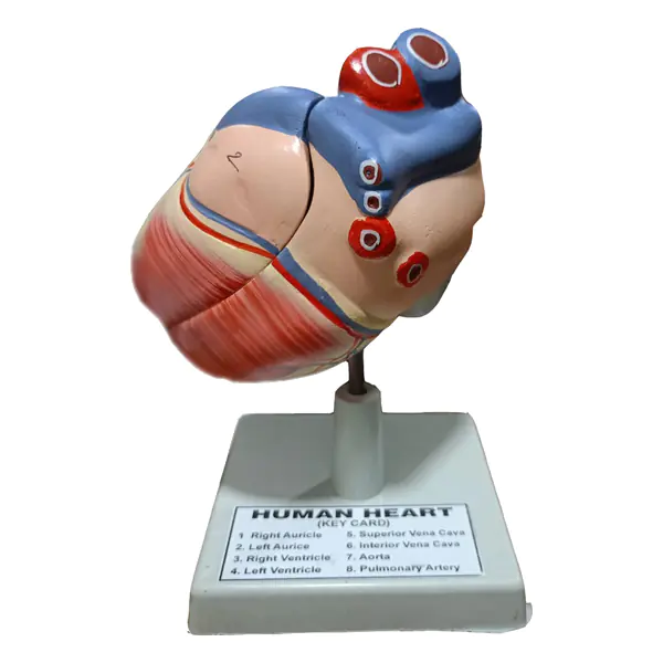 Human Heart Model – Anatomy & Medical Teaching Aid Bangladesh