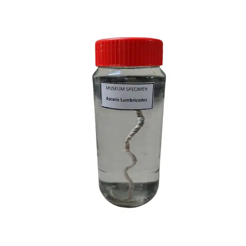 Ascaris Museum Specimen