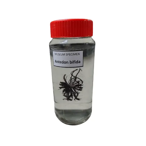Antedon Bifida Museum Specimen