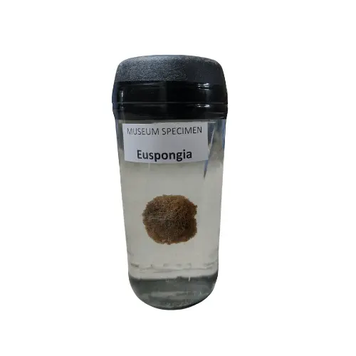 Euspongia Museum Specimen (Preserved Marine Sponge Specimen)