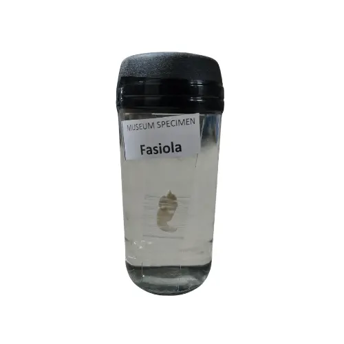 Fasciola Museum Specimen (Preserved Parasitic Zoological Specimen)