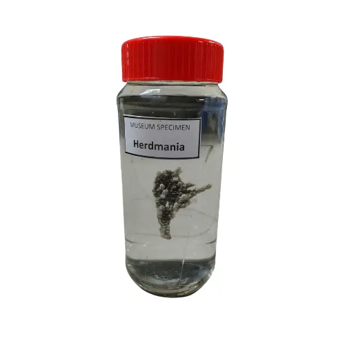 Herdmania Museum Specimen (Preserved Sea Squirt Specimen)