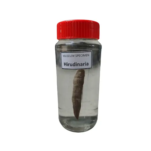 Hirudinaria Museum Specimen (Preserved Leech Specimen)