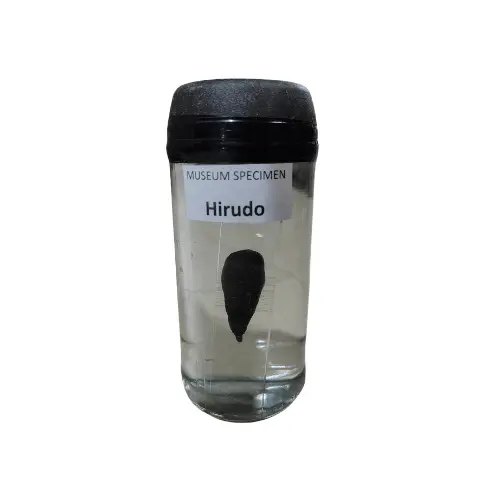 Hirudo Museum Specimen (Preserved Medicinal Leech Specimen)