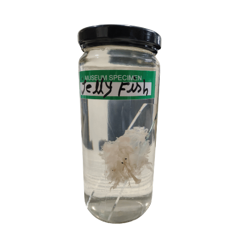 Jelly Fish Museum Specimen (Preserved Marine Zoological Specimen)