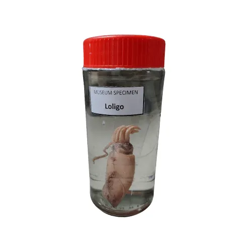 Loligo Museum Specimen (Preserved Squid Specimen)