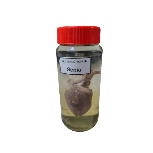 Sepia Museum Specimen (Preserved Cuttlefish Specimen)