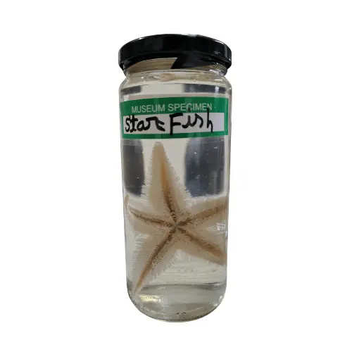 Star Fish Museum Specimen (Preserved Sea Star Specimen)