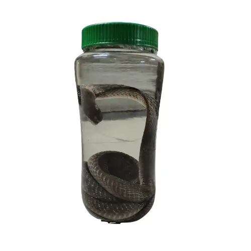 Naja Naja Museum Specimen (Preserved Specimen) price in Bangladesh
