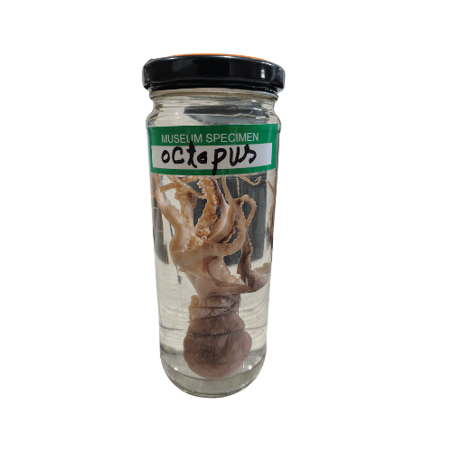 Octopus Museum Specimen (Preserved Marine Zoological Specimen) price in Bangladesh