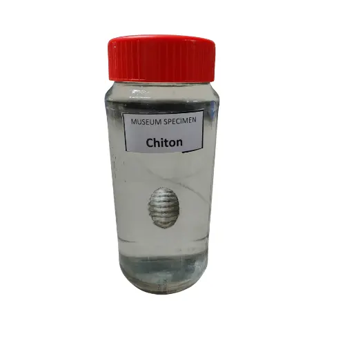 Chiton Museum Specimen (Preserved Marine Zoological Specimen) price in Bangladesh