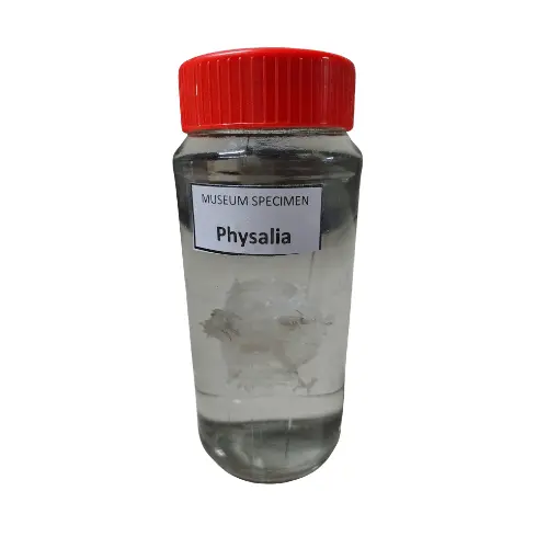 Physalia Museum Specimen (Preserved Portuguese Man-of-War Specimen) price in Bangladesh