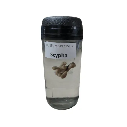 Scypha Museum Specimen (Preserved Calcareous Sponge Specimen) price in Bangladesh