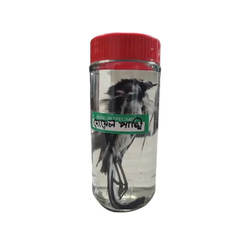 Copsychus saularis Museum Specimen price in Bangladesh